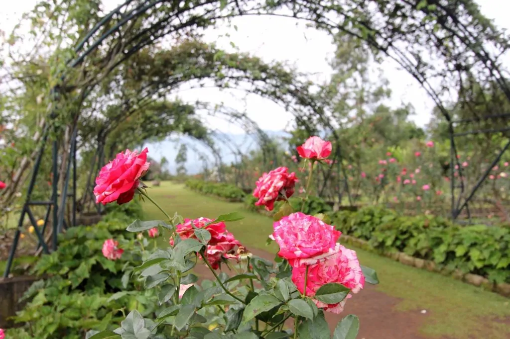 http://blj.co.id/wp-content/uploads/2015/12/KebunMawar1.jpg